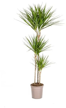 Dracaena Marginata Vert - 130-150cm - Ø24cm - Plante d'intérieur - Vert persistant