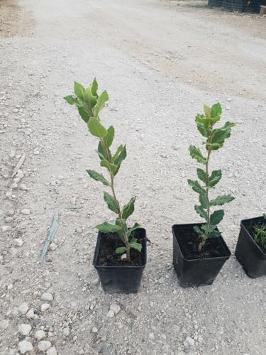 N. 24 PIANTE DI QUERCIA LECCIO  cm 30/40 in vaso 10 quercus ilex