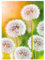Ideen mit Herz 5D Diamond Painting | Diamant Painting Set | Motiv: 35 x 25 cm | Leinwand: 30 x 40 cm | runde Steinchen | inkl. Zubehör | Verschiedene Bilder zur Auswahl (Pusteblumen)