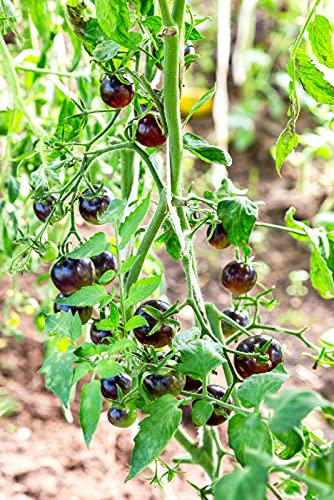Viridis Hortus - Tomato Chocolate Cherry - 12 Vegetable Seeds