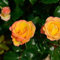 Bodendeckerrose Deseo 20-30cm - Gartenpflanze