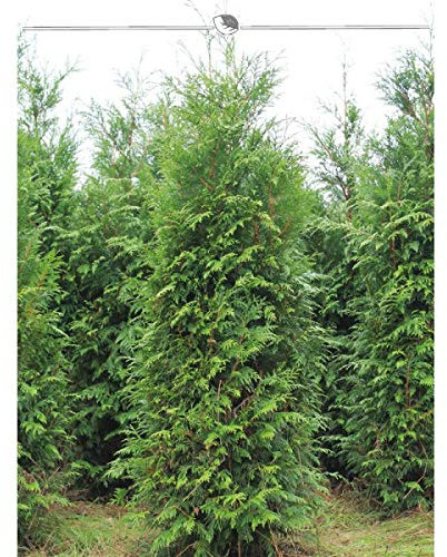 Lebensbaum Thuja plicata Atrovirens 160-180 cm. Angebot: 7 Thuja Heckenpflanzen