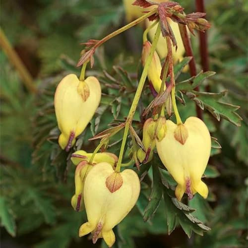 Geldbeutel-Pfingstrosenzwiebeln, Topfpflanze, Dekoration, Geldbeutel,Wassertropfen,TräNendes Herz, Herz, Pfingstrose,Winterharte Stauden, Saisonale Blumen-2zwiebeln-B