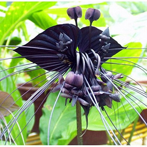 Schwarz Tiger Orchidee Blumen Samen Rare Orchidee Samen für Garden & Home Pflanzen