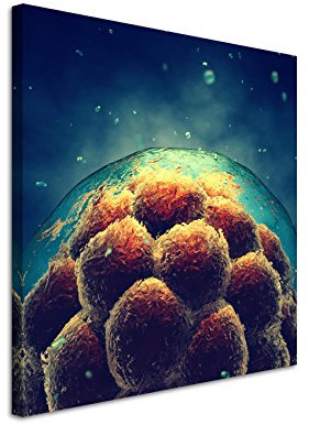 Paul Sinus Art Quadratische Fotoleinwand 90x90cm Medizinische Abbildung – Junger Embryo auf Leinwand exklusives Wandbild moderne Fotografie für ihre Wand in vielen Größen