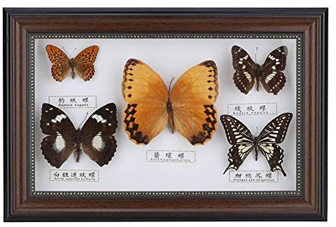 Véritable Papillon Encadré 5 Pièce Affichage Spécimen Taxidermie Home Blanc