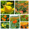 Semi di tagetes (semi di tagete) - semi di tagete, coltivazione di semi, facile da piantare serra balcone, giardino interno decorazione da giardino, molto adatta alle e agli 800pcs