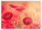 Bilderdepot24 hochwertiges Leinwandbild - roter Mohn - 40 x 30 cm einteilig 1050