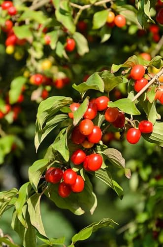 Kornelkirsche, Cornus mas, 40-60cm im Topf