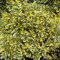 Gardeners Dream Euonymus Japonicus 'Ovatus Aureus' - Japanischer Spindel-Strauch Winterhart & Immergrün - Winterharte Pflanzen für Garten, Kübel & Balkon im 9 cm Topf - Winterharte Sträucher