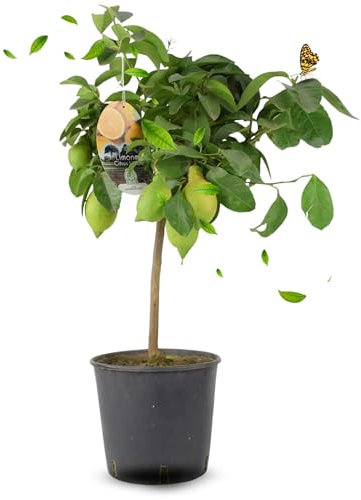 Plants By Post Citrus Lemon Tree – Low‑Maintenance Live Fruit Tree, Mediterranean Ornamental Plant. Indoor & Outdoor Decor for Garden, Patios & Balconies. Potted in a Nursery Pot, 65‑70cm Tall