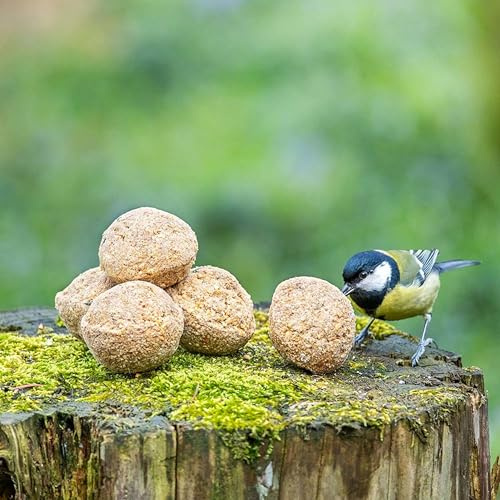 CJ Wildlife Meisenknödel ohne Netz mit Insekten – Meisenknödel mit Insekten – Vogelfutter Wildvögel ganzjährig – Fettfutter ohne Netz – 6 Stück