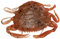 Berkley Gulp!® Saltwater Peeler Crab; Soft Bait Fishing Lure for Saltwater Predators; Realistic Crab Imitation with Scent Dispersion for Redfish, Flounder & Sheepshead, 5cm, New Penny