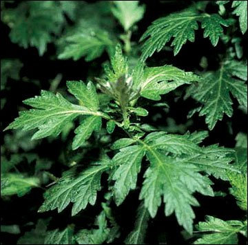 Graines magiques 200 armoise Graines Artemisia absinthium