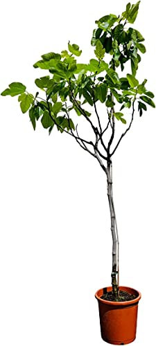 Higuera Natural (Ficus Carica) Árbol de los Higos