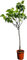 Higuera Natural (Ficus Carica) Árbol de los Higos