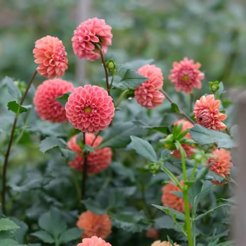 4 pcs dahlien knollen kaufen - dahlien zwiebeln - winterharte stauden dauerblüher, ostergeschenk Dahlia Dahlie zwiebel kletterpflanzen winterhart Hydrokultur pflanzen blumenzwiebeln