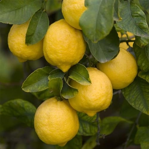 PIANTA DI LIMONE 4 QUATTRO STAGIONI LUNARIO CM 140/150 (foto reali) IN FITOCELLA (Siracusano)