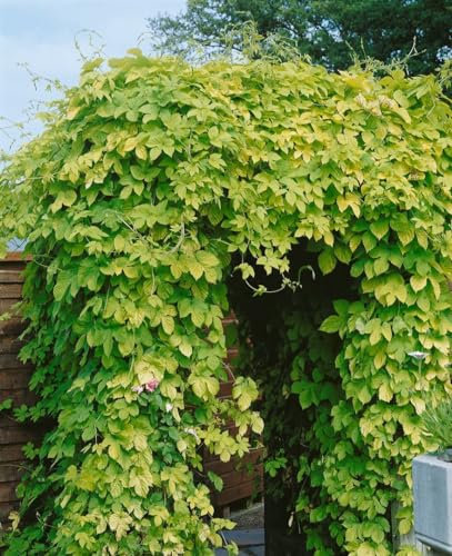 Humulus lupulus 'Aureus' 60-100 cm - Gold-Hopfen, gelbgrünes Laub, ideal für Pergolen und Zäune, bienenfreundlich, schnellwachsend