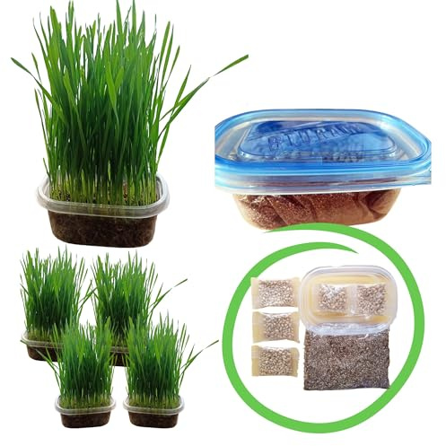 TheGuard Cat Grass Seeds 5-Packs of Grass Seeds Indoor Pet Hairball & Digestive Control, Oral Health, Stress Relief & Play
