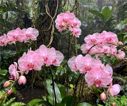 Eccellente Rizoma Di Cymbidium Orchidea, Resistenti Al Freddo E Alla Siccità, Facile Da Coltivare, Splendide esposizioni in giardino-3 Rizoma-I