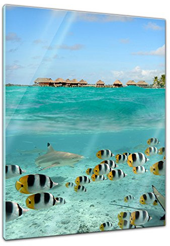 Bilderdepot24 Glasbild - Hai und Fische in Bora Bora - Französisch-Polynesien - 60x80 cm - Deko Glas - Wandbild aus Glas - Bild auf Glas - moderne Bilderdepot24 Glasbilder - Glasfoto - Echtglas