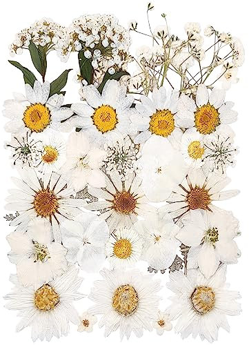 13-Arten 37pcs Weiße getrocknete gepresste Blumen für Harzformen, echte natürliche gepresste Blumen für DIY-Kunsthandwerk, Kerzenherstellung, Nägel Dekor, Seifenherstellung