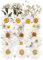13-Arten 37pcs Weiße getrocknete gepresste Blumen für Harzformen, echte natürliche gepresste Blumen für DIY-Kunsthandwerk, Kerzenherstellung, Nägel Dekor, Seifenherstellung