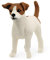 schleich 13916 Jack Russell Terrier, ab 3 Jahren, FARM WORLD - Spielfigur, 5 x 2 x 4 cm, Weiß