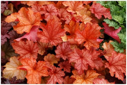 1 x Heuchera Hybride 'Paprika' im 1 Liter Topf (Staude/Winterhart/Bodendecker/Mehrjährig/Immergrün) Purpurglöckchen - Ein Farbfeuerwerk in Rot und Orange - von Stauden Gänge