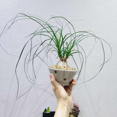 80 piezas Semillas de pata de elefante - Árbol botella - semillas de árboles plantas en macetas Beaucarnea recurvata - árbol bonsai plantas verdes Semillas de plantas de interior purificadoras