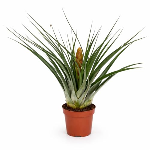 Exotenherz Tillandsia Flavobracteata - blühende Luftnelke - 11cm Topf - 40cm hoch