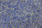 1000Kräuter Kornblumenblüten ohne Kelch blau Kornblumen Teeblüten (100g)