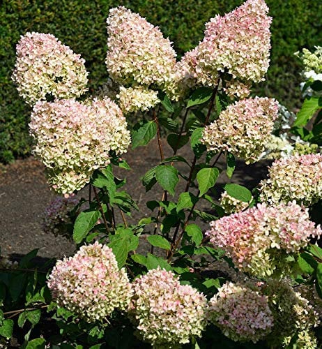Rispenhortensie Grandiflora 125-150cm - Hydrangea paniculata - Gartenpflanze