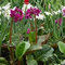 SemiHeartleaf Bergenia di Fiori (Bergenia cordifolia) 15 + Semi (60+)