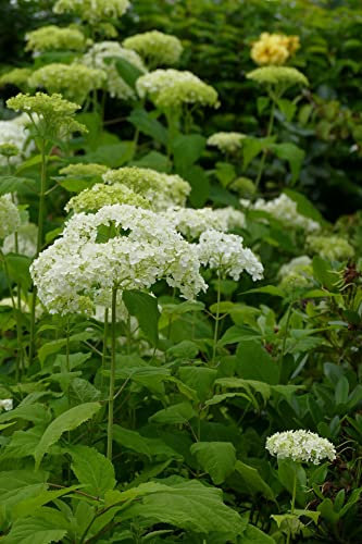 Hydrangea arborescens 'Annabelle' ca. 30 cm – Ballhortensie – Winterharte Wald-Hortensie mit XXL-Blüten – Blühfreude für Garten, Beet & Kübel