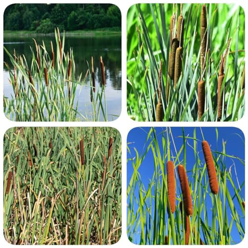 100 pcs zwergrohrkolben winterhart samen - küchenkräuter, hochbeet balkon (Typha orientalis) wasserpflanzen teich winterhart gartenkräuter, bio saatgut kräuter, pflanzen seeds, pflanzen