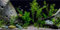 MIRRORANG 120x50cm Vinyl Unterwasser Wasserpflanze Aquarium Hintergrund Stein Fluss Bett & See Aquarium Hintergrund