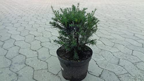 50 Taxus media Eibe Groenland 15-35cm Hecken-Pflanze immergrün winterhart geschlossener Wuchs