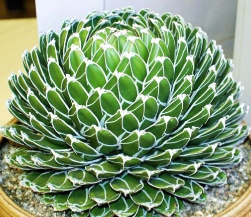 15 Semi Rare Agave Victoriae-Reginae Exotic Rose Succulente Aloe Hardy Seed