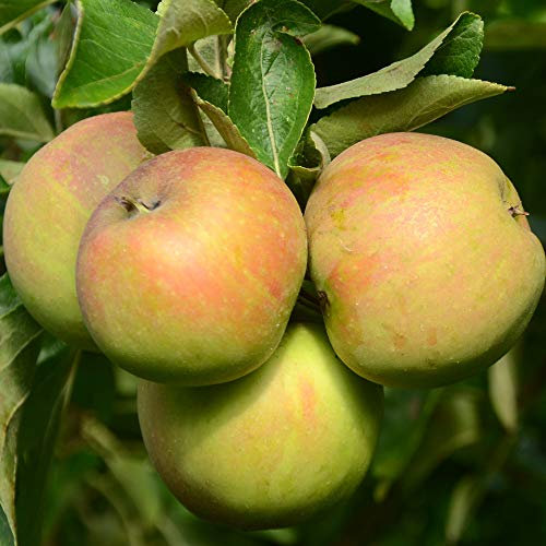 YouGarden Patio Apple 'Elstar' Tree, Established Apple Tree in 5 Litre Pot, Ready to Plant, 90-110cm Tall Plant