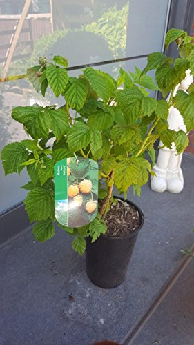 gelbe Himbeere Fallgold Busch 3 Liter Pflanzcontainer 3-4 Triebe