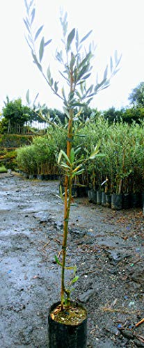 Pianta di olive Albero ulivo Frantoio - Imballaggio speciale protettivo