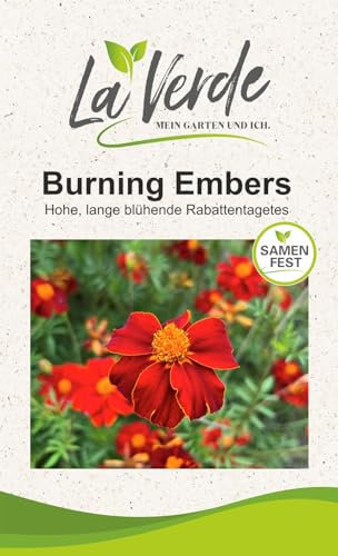 Tagetes Burning Embers Blumensamen
