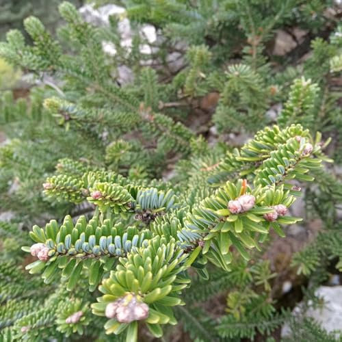 200 Pcs Tannenbaum Samen - Tannensamen Zimmerpflanzen Echt Samen Tannen Samen, Pflanzen Samen, Bäume Pflanzen Bonsaibaum, Pflanzen Züchten Pflanzen Balkon, Deko Wohnzimmer Immergrüne