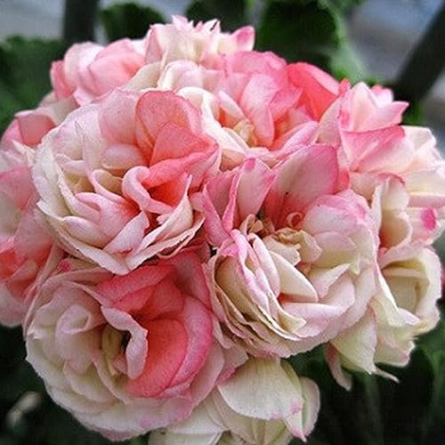 10 Stück Pelargoniensamen, mehrblättrige Geranien-Blumengarten-Balkon-Bonsai-Dekor-Samen für die Gartenbepflanzung Pelargonien-Samen