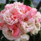 10 Stück Pelargoniensamen, mehrblättrige Geranien-Blumengarten-Balkon-Bonsai-Dekor-Samen für die Gartenbepflanzung Pelargonien-Samen