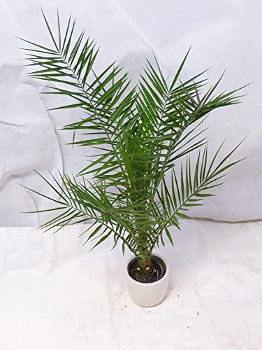 [Palmenlager] Phoenix canariensis -kanarische Dattelpalme - 150 cm // Indoor & Outdoor Palme
