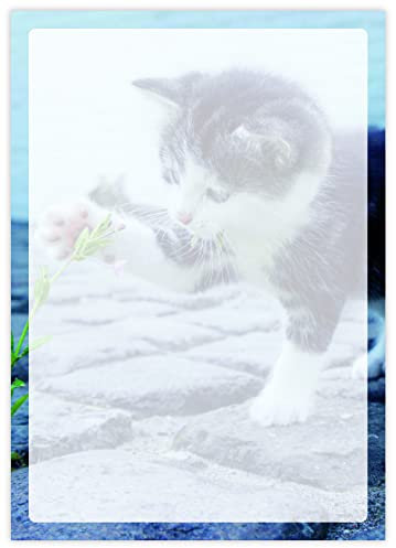 DIN A4 Briefpapier mit Katzen - Papier Katze - 20 Blatt - Motiv Nr. 165 | 80g/m²