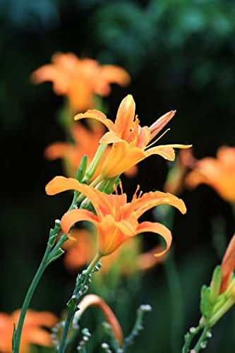 Hemerocallis,daylily,bulbi di Hemerocallis,erbacea perenne,Fiori facili da piantare,possono essere piantati in vaso o a terra